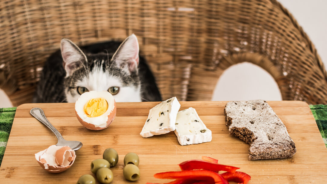 What Human Foods Help Cats Gain Weight